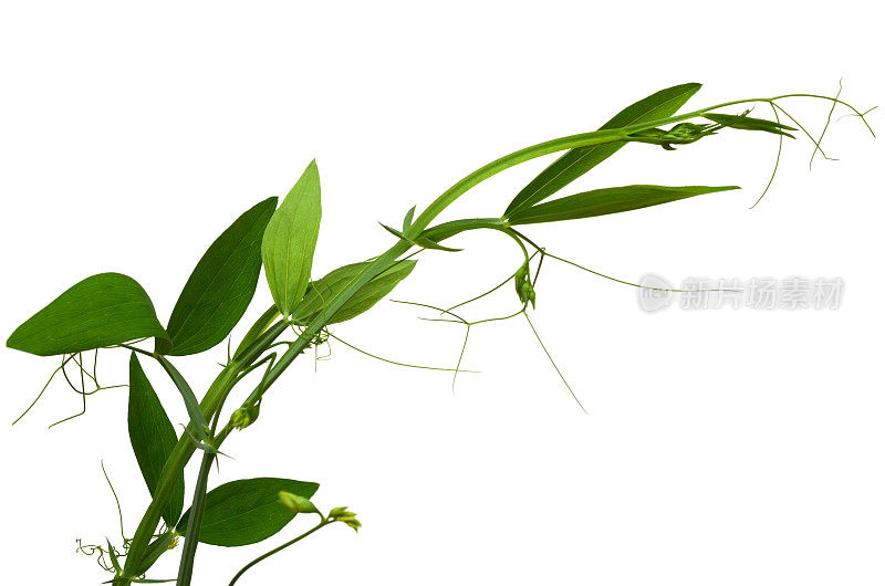 甜豌豆(Lathyrus Latifolius珍珠粉)花
